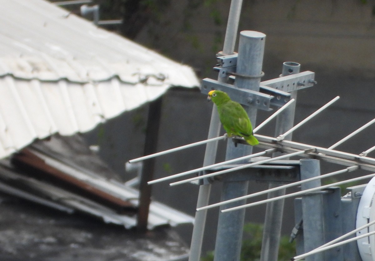 キビタイボウシインコ - ML646600965