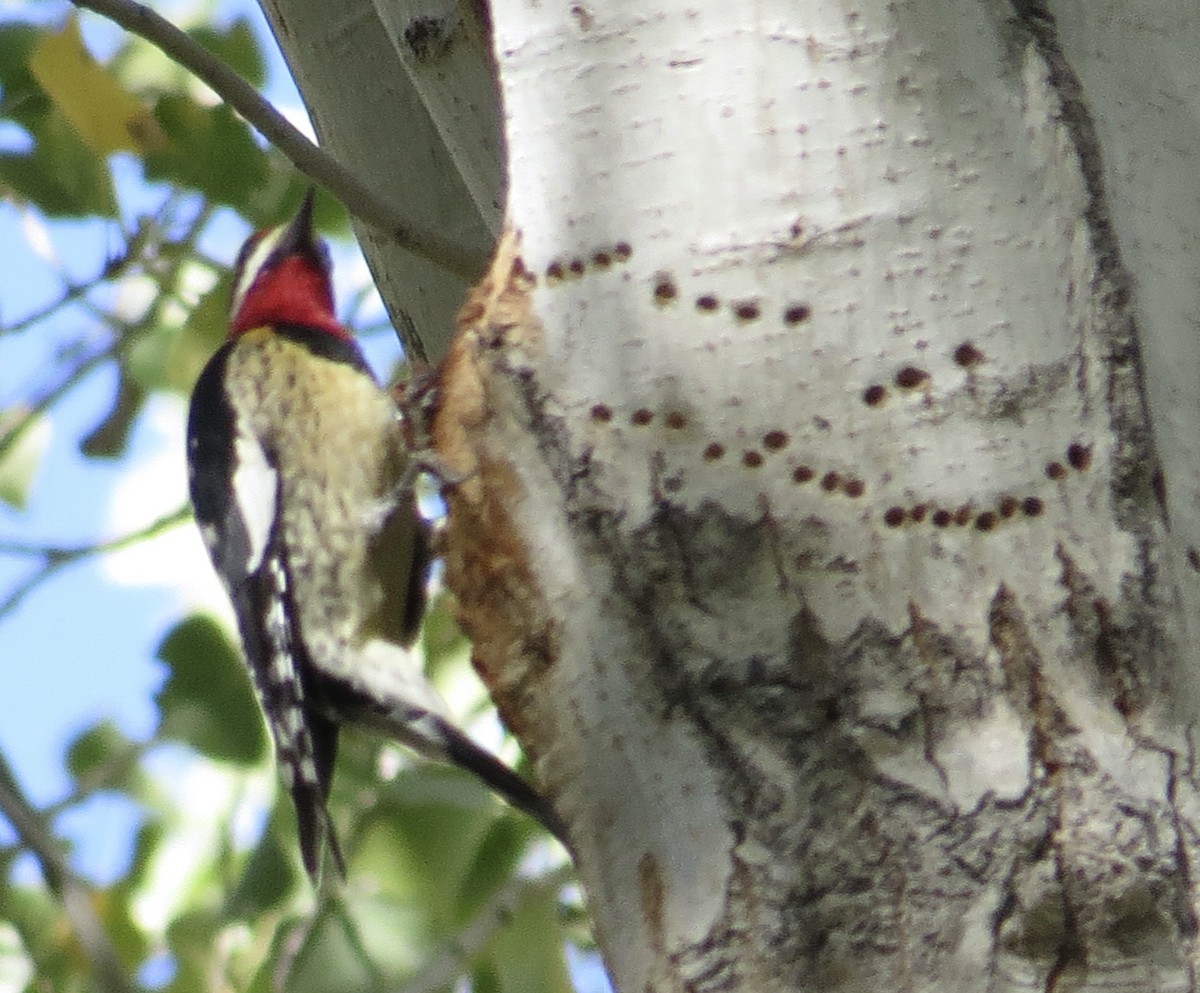 Red-naped Sapsucker - ML646600966