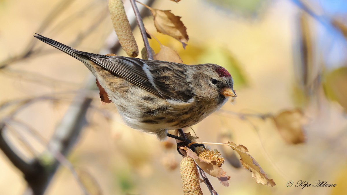 ベニヒワ - ML646600969