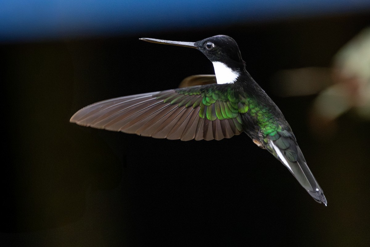 Collared Inca - ML646600972