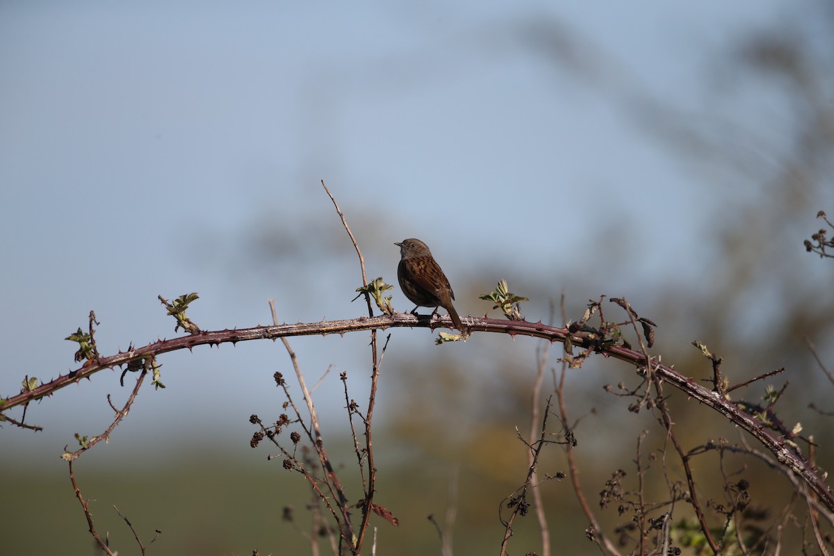 Dunnock - ML646600973