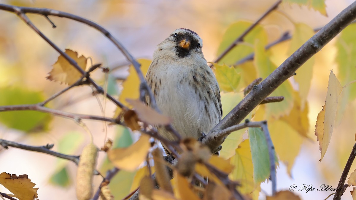 ベニヒワ - ML646600975