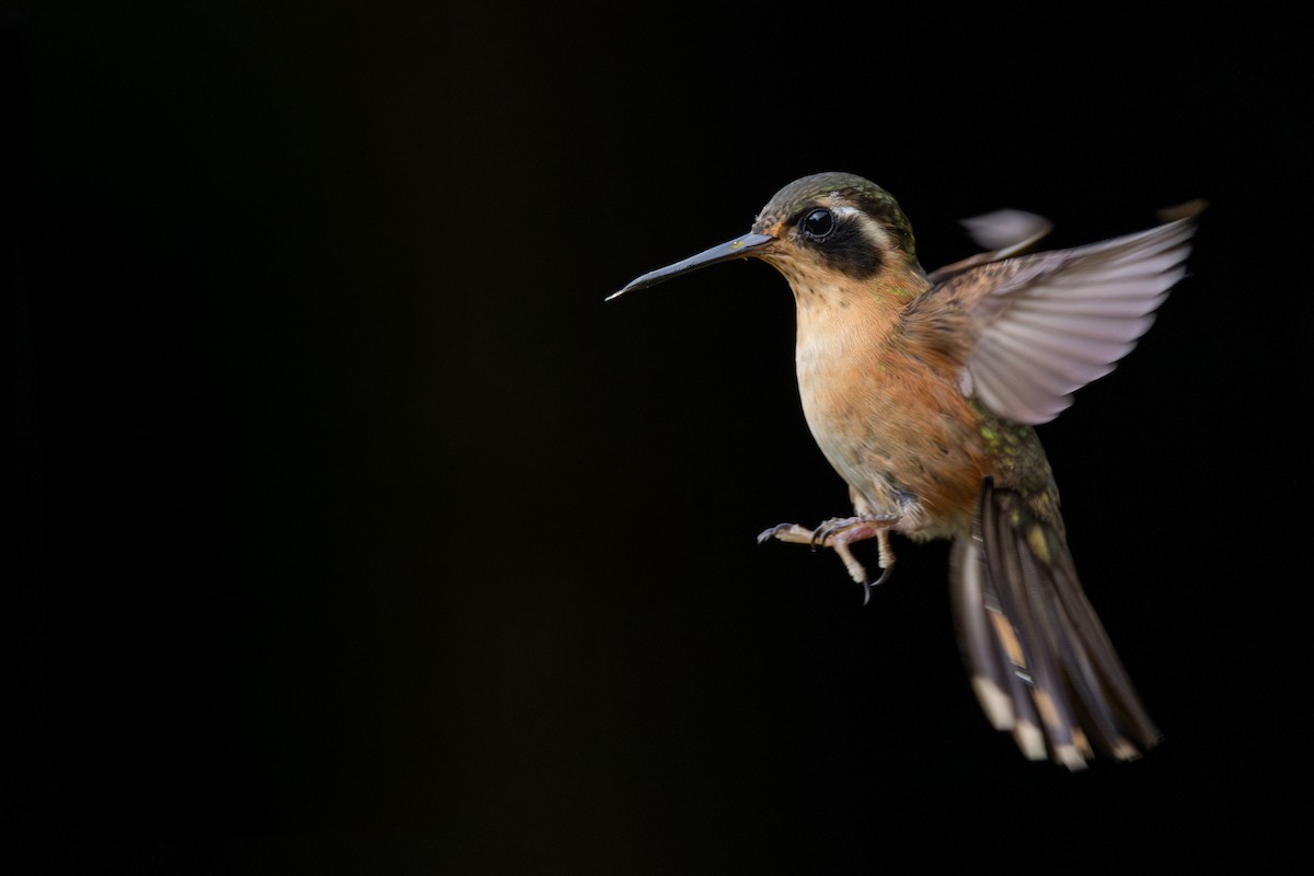 ミミグロハチドリ - ML646600976