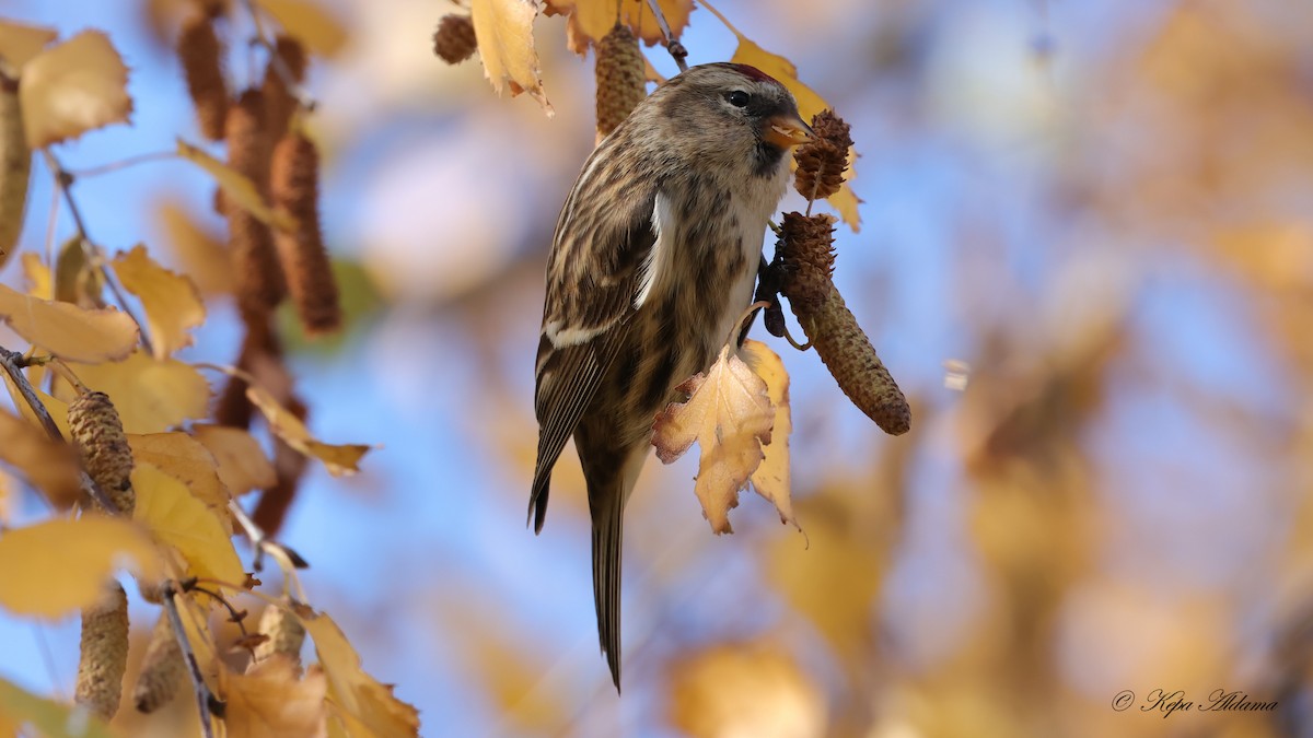 ベニヒワ - ML646600979