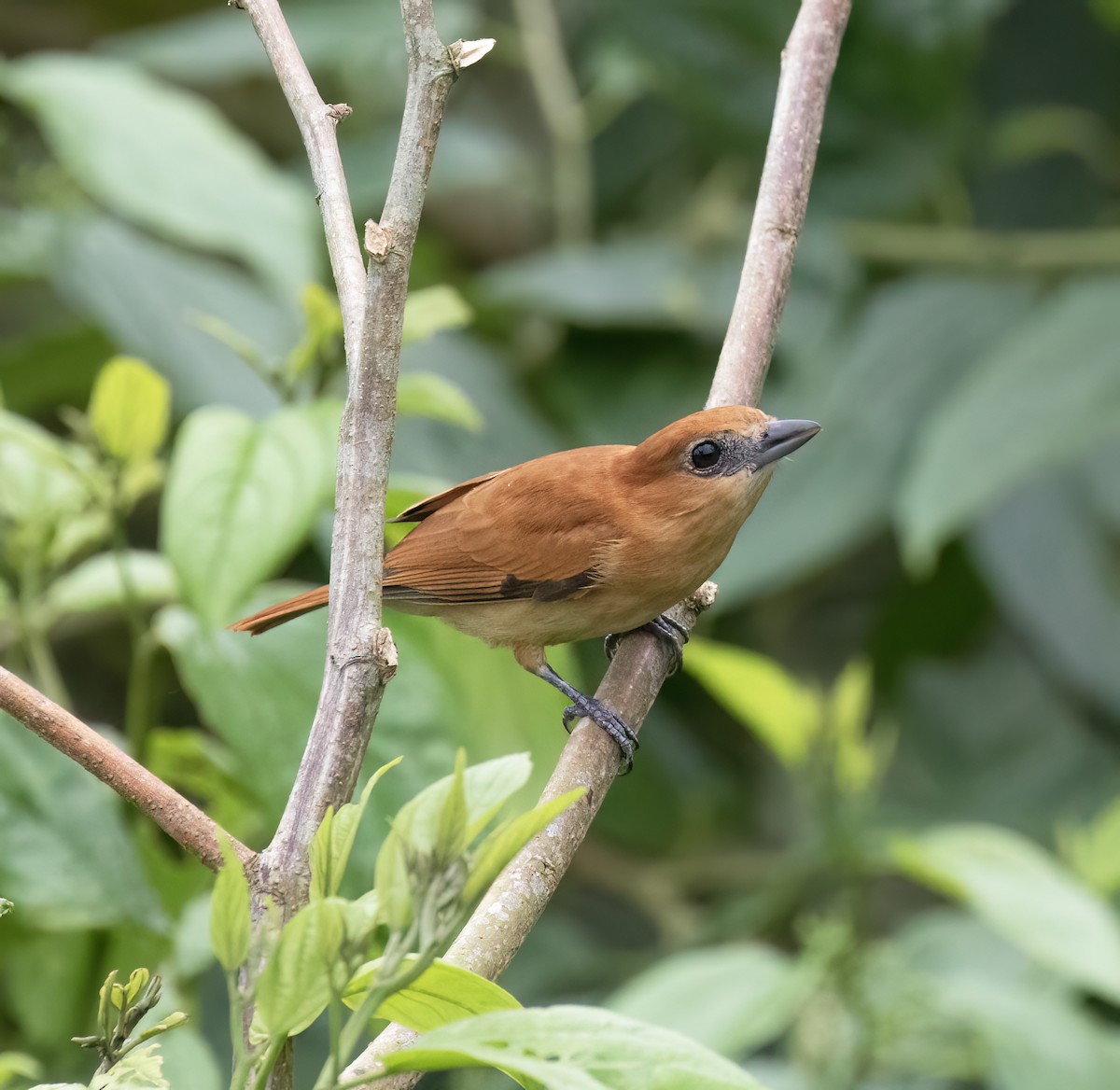 Cinnamon Becard - ML646600980