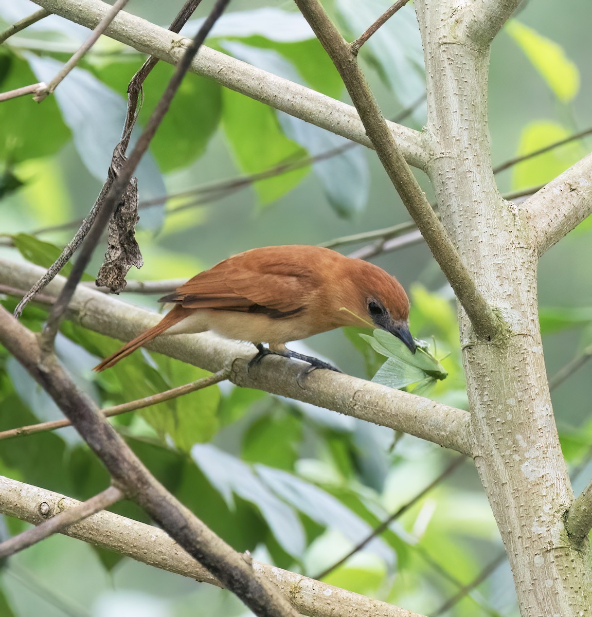 Cinnamon Becard - ML646600981