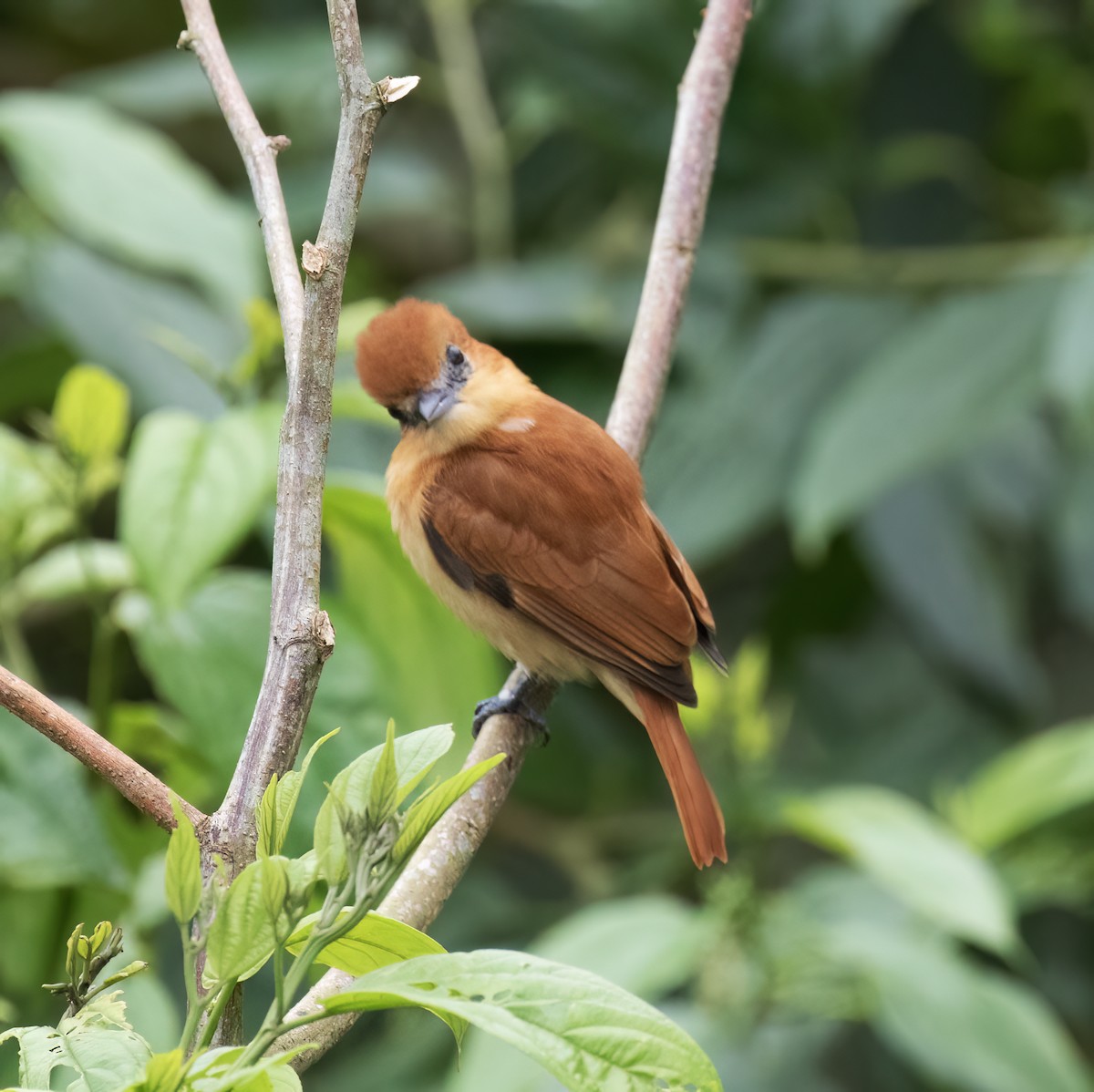 Cinnamon Becard - ML646600982