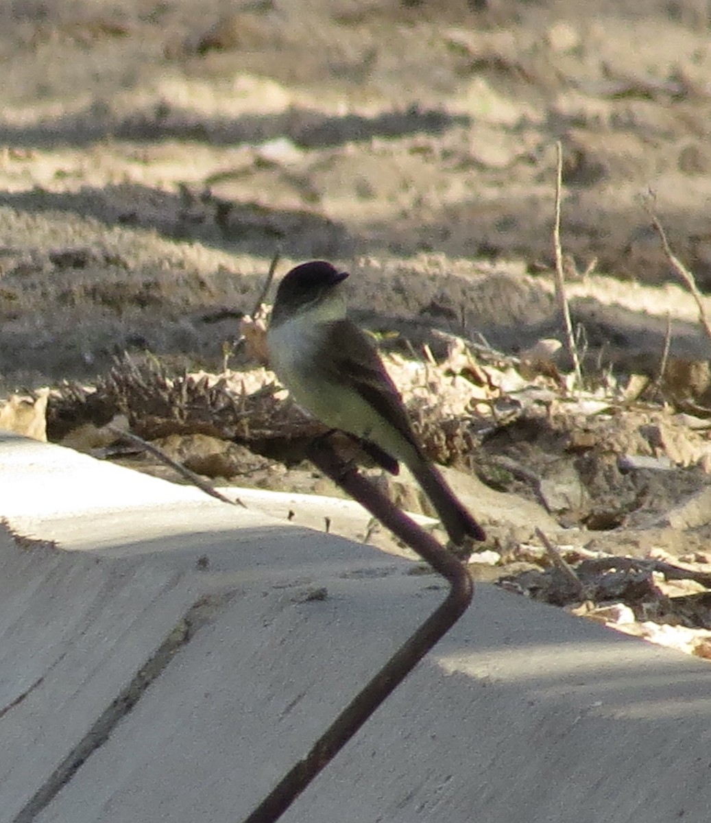 Eastern Phoebe - ML646600983