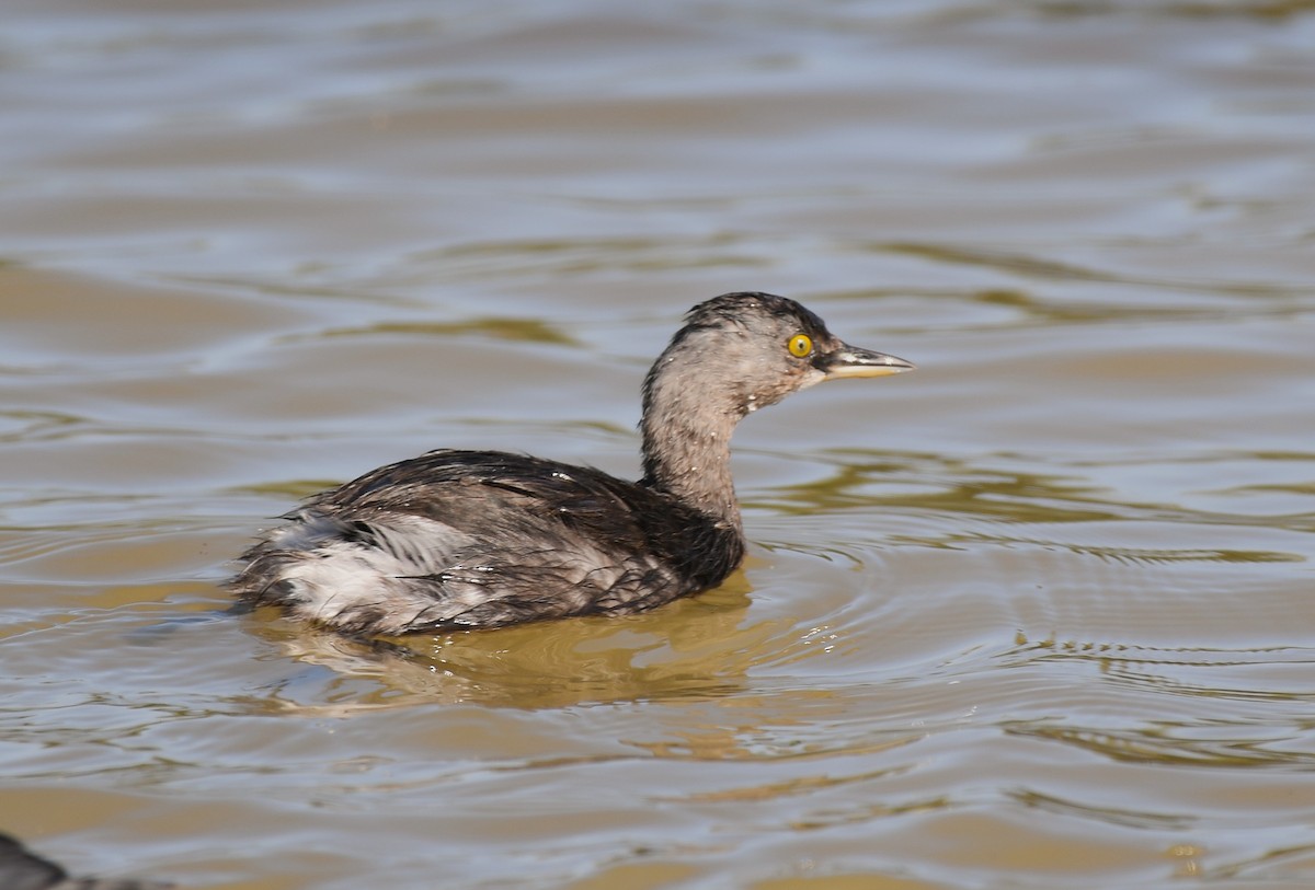 Least Grebe - ML646600986