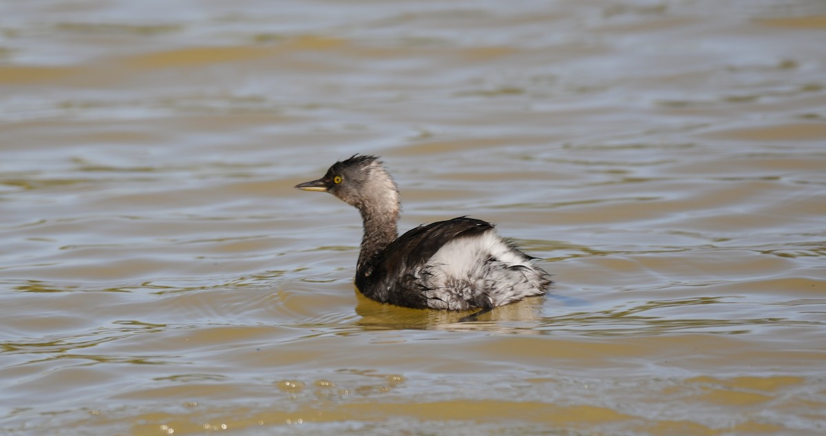 Least Grebe - ML646600987