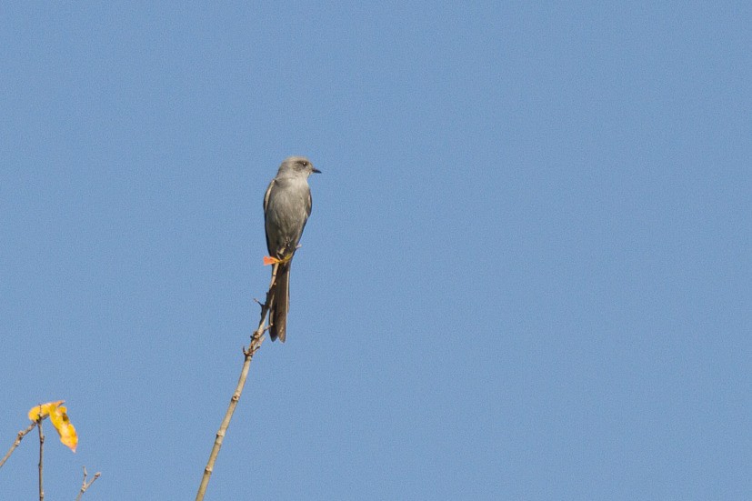 ハサミオタイランチョウ - ML646600988