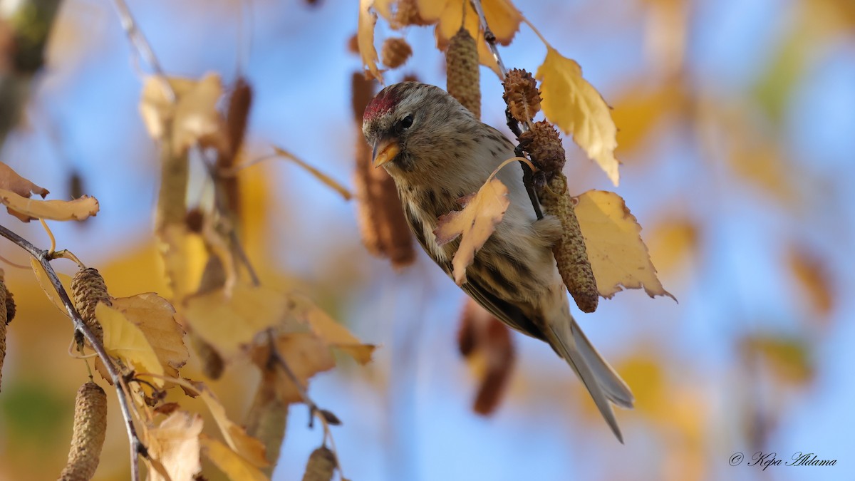 ベニヒワ - ML646600989