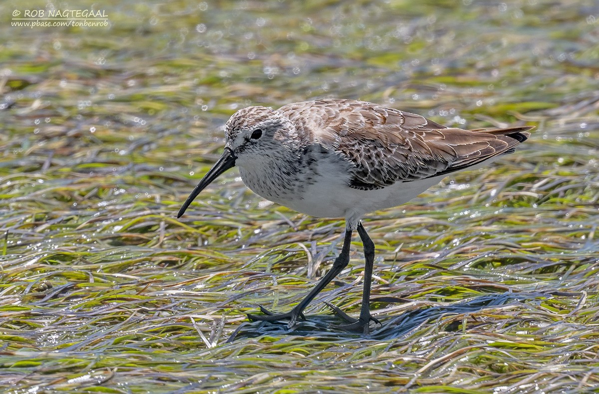 Побережник червоногрудий - ML646600990