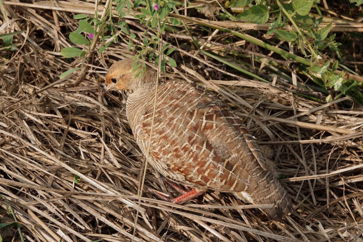 Gray Francolin - ML646600991