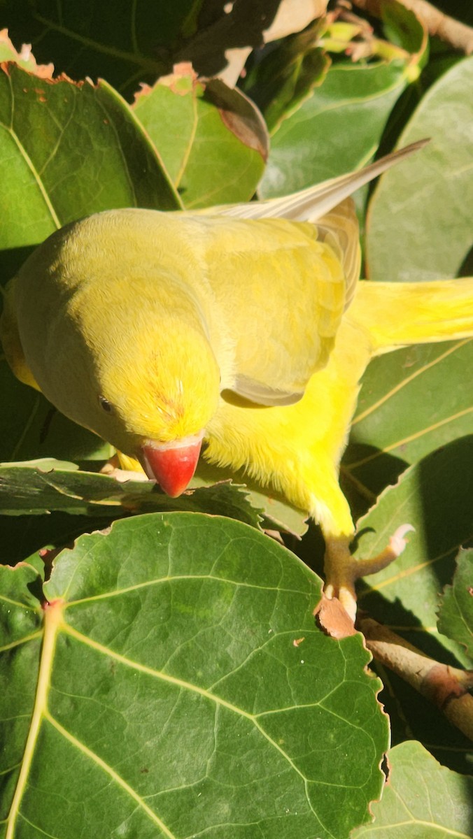 Rose-ringed Parakeet - ML646600992