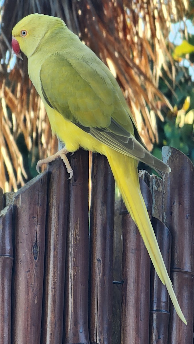 Rose-ringed Parakeet - ML646600993