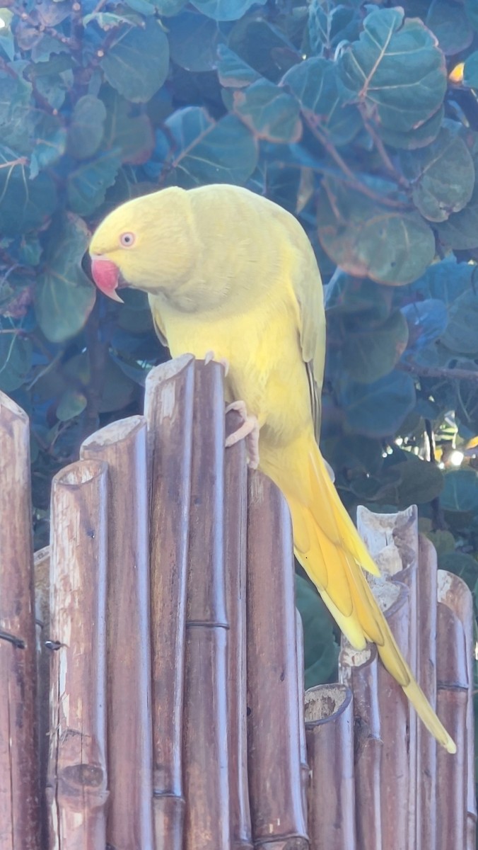 Rose-ringed Parakeet - ML646600994