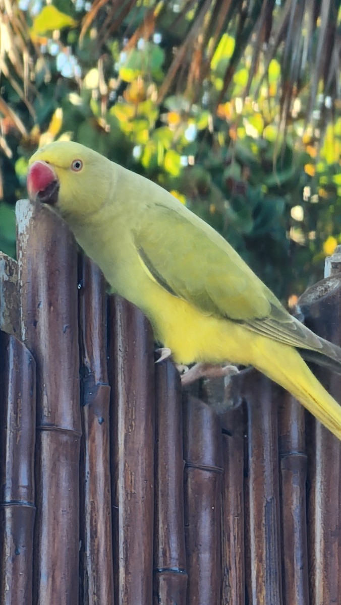 Rose-ringed Parakeet - ML646600995