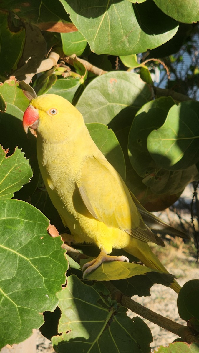 Rose-ringed Parakeet - ML646600996