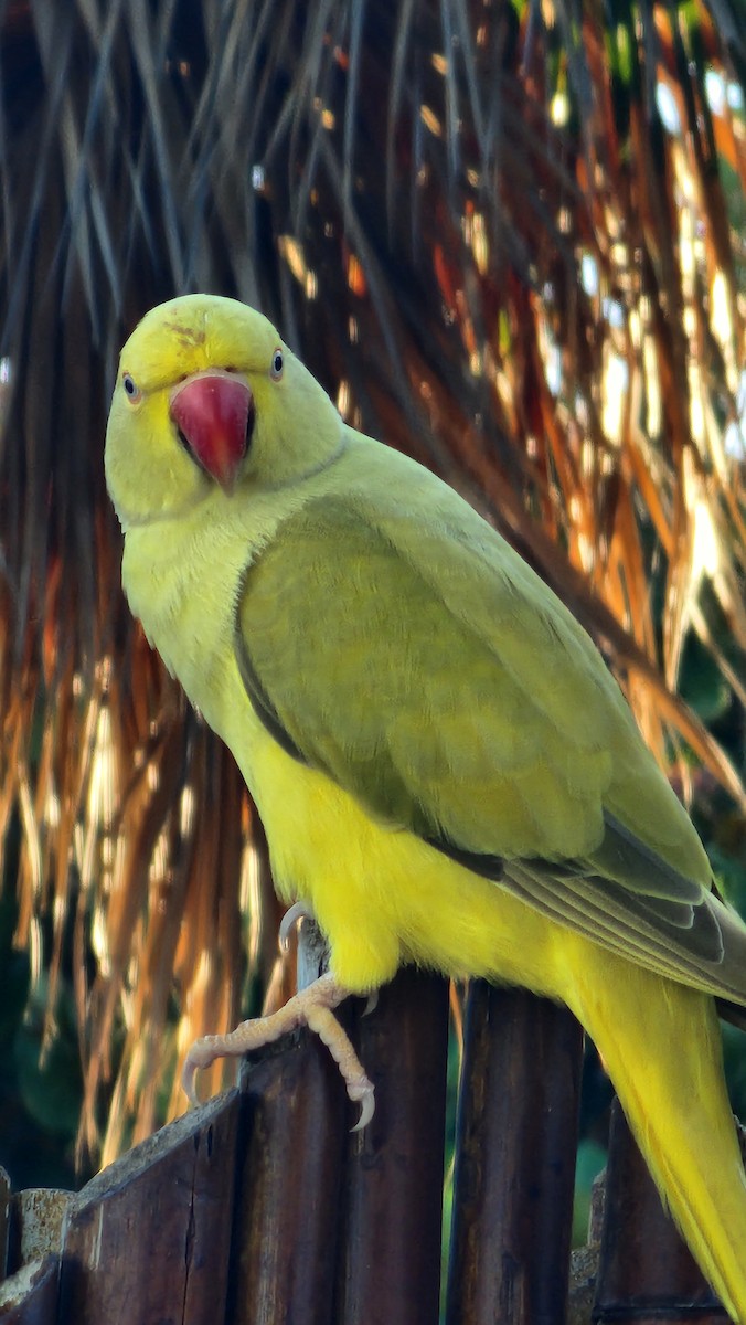Rose-ringed Parakeet - ML646600997