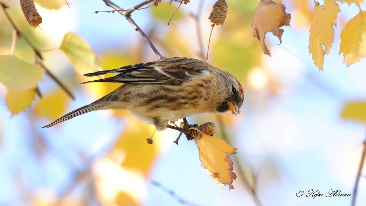 ベニヒワ - ML646600998