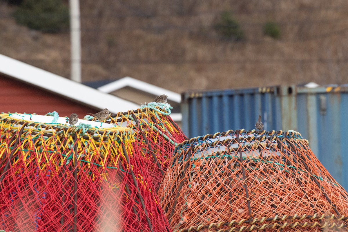 Song Sparrow - ML646600999