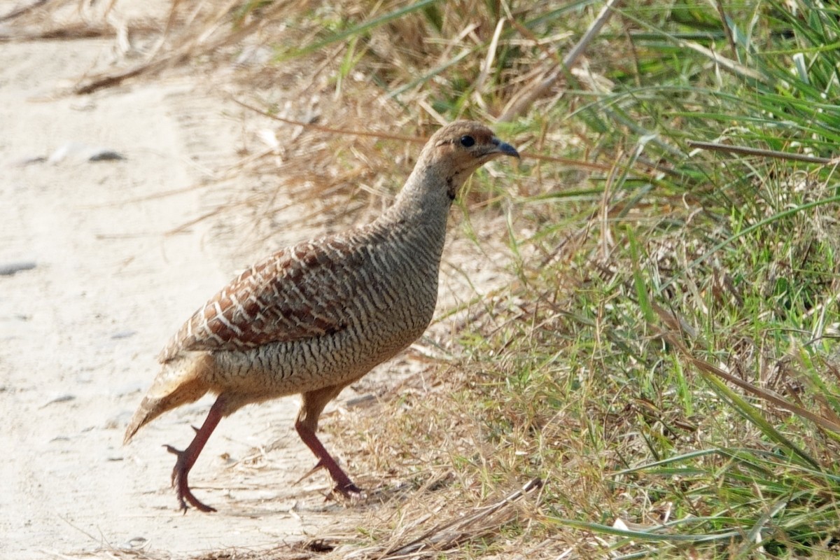 Gray Francolin - ML646601002
