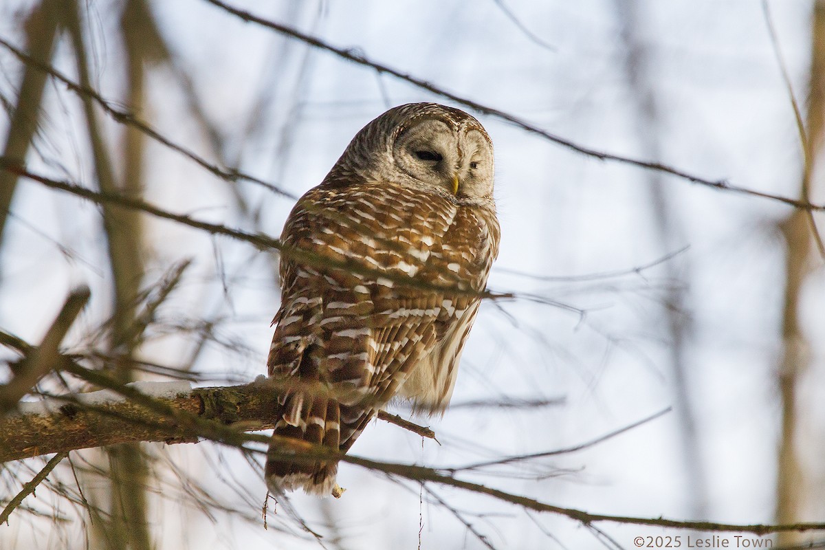 Barred Owl - ML646601003