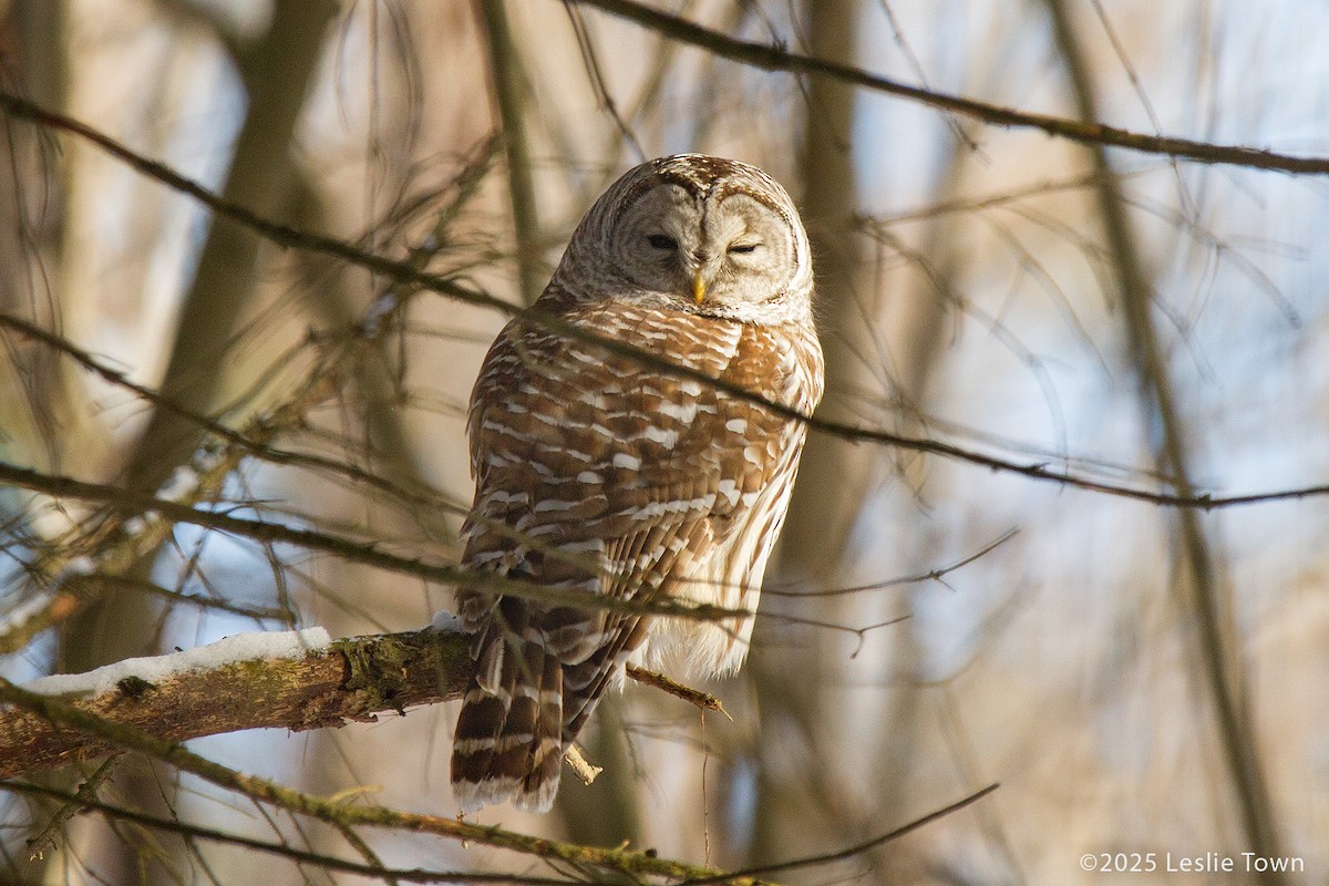 Barred Owl - ML646601004