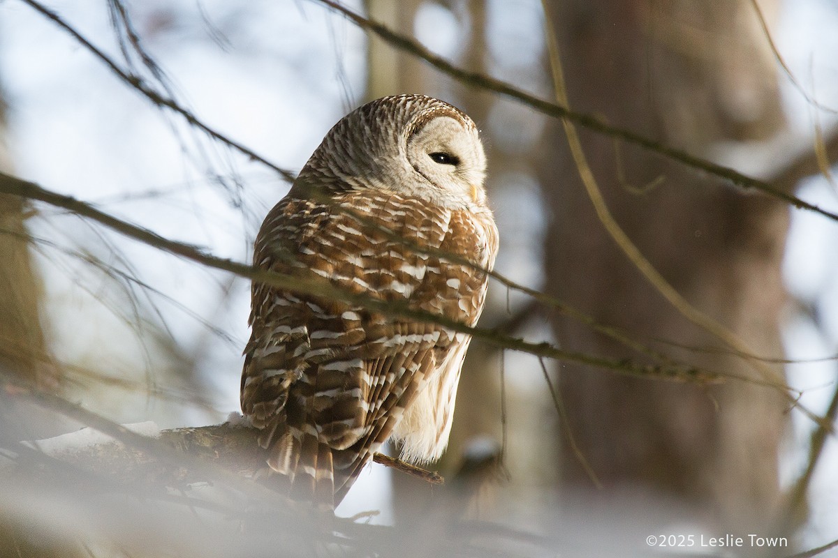 Barred Owl - ML646601005