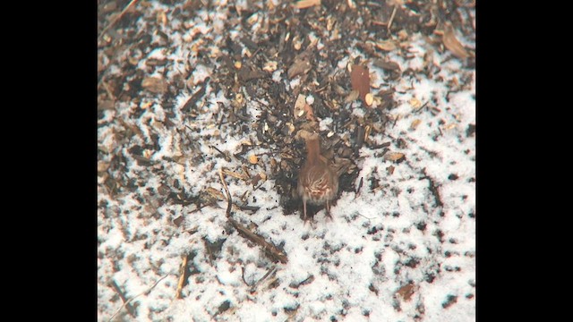 Пасовник рябогрудий (підвид iliaca/zaboria) - ML646601015