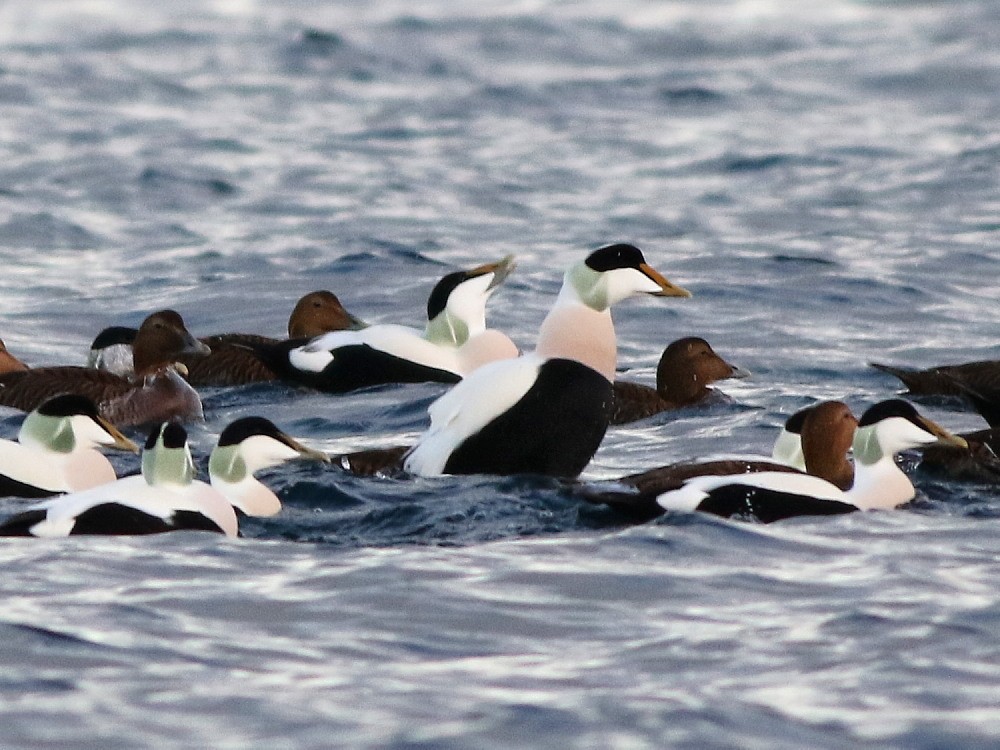 Common Eider - ML646601028