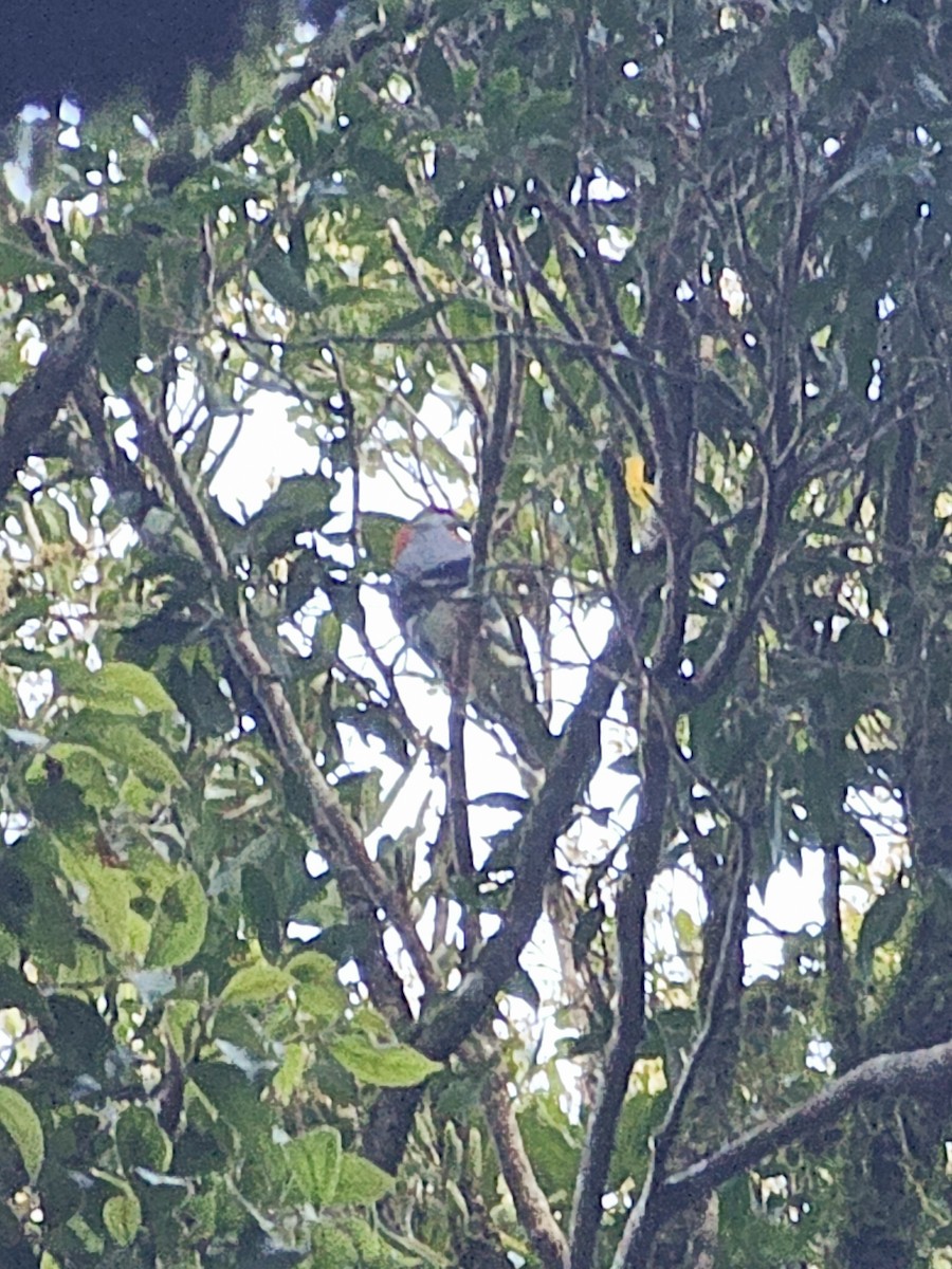 Superb Fruit-Dove - ML646601029