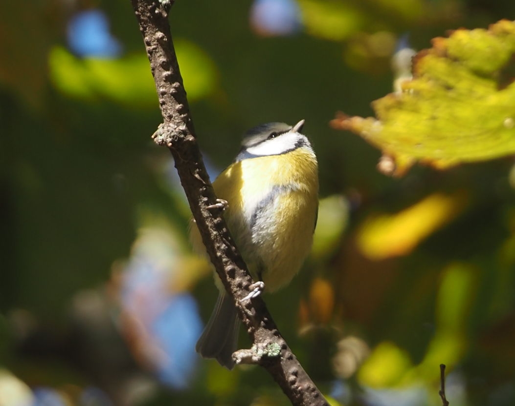 Amilotx urdin europarra - ML646601030