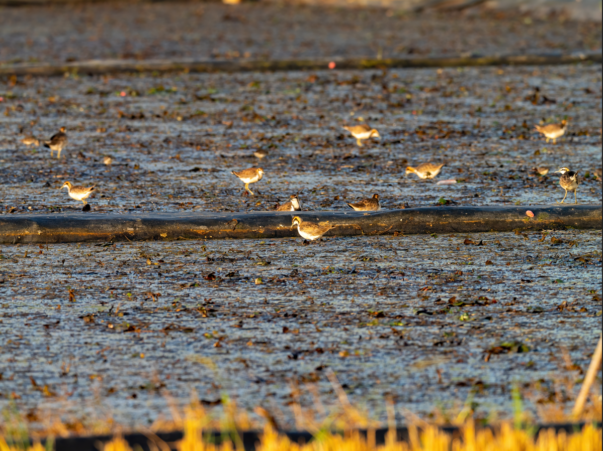 fasanbladhøne - ML646601031