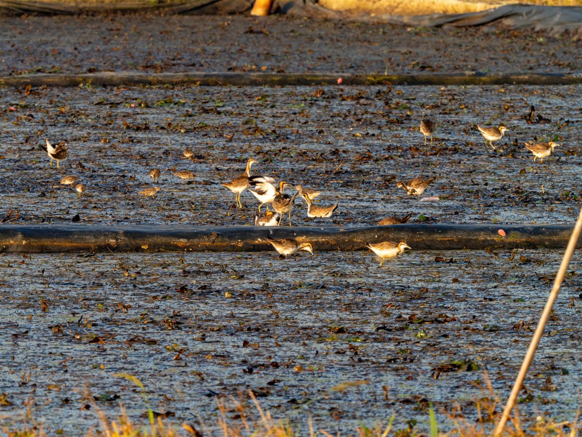 fasanbladhøne - ML646601032