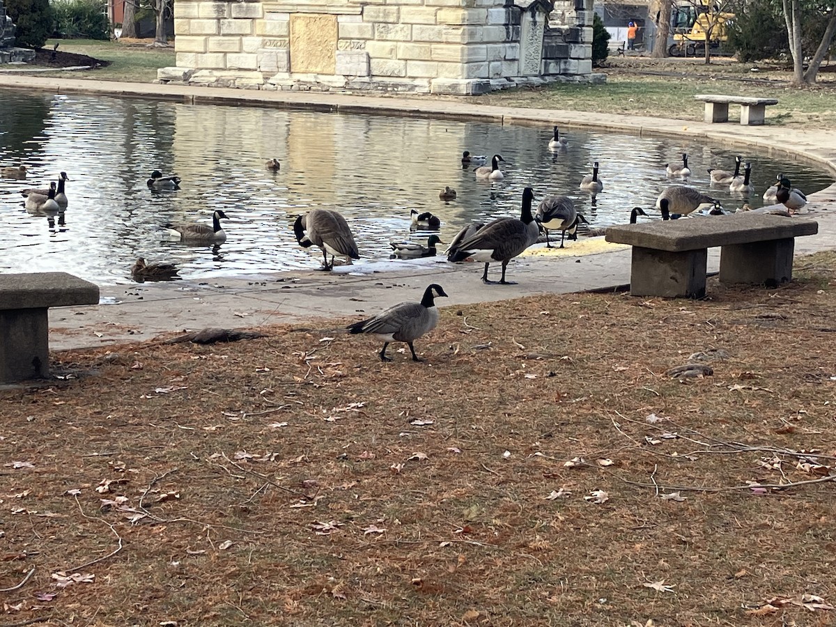 Zwergkanadagans - ML646601039