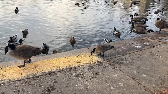 Zwergkanadagans - ML646601041