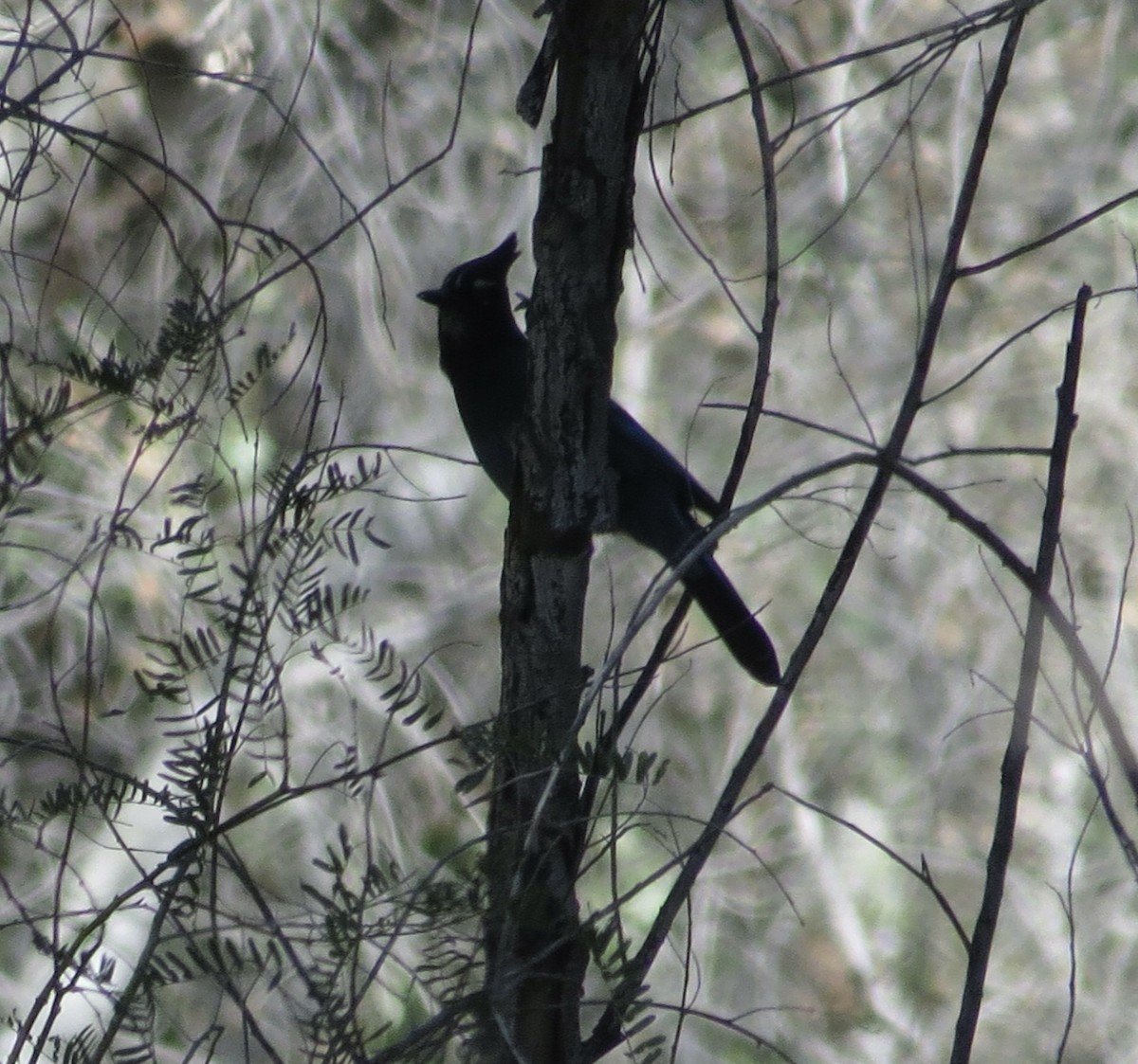 Steller's Jay (Southwest Interior) - ML646601042