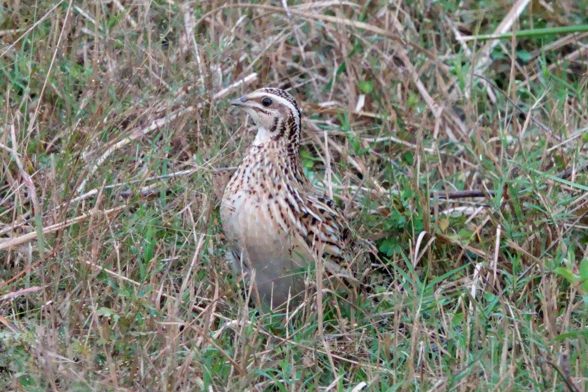 Bıldırcın - ML646601043