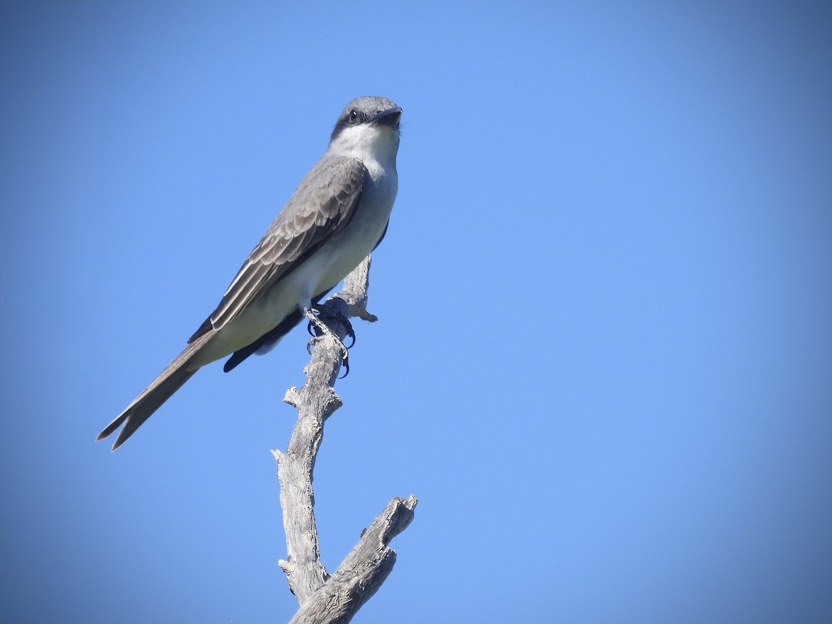 Gray Kingbird - ML646601044