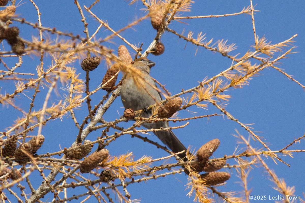 Нарсны шүршүү - ML646601045