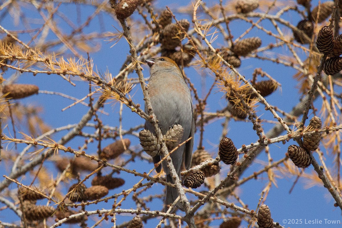 Нарсны шүршүү - ML646601046