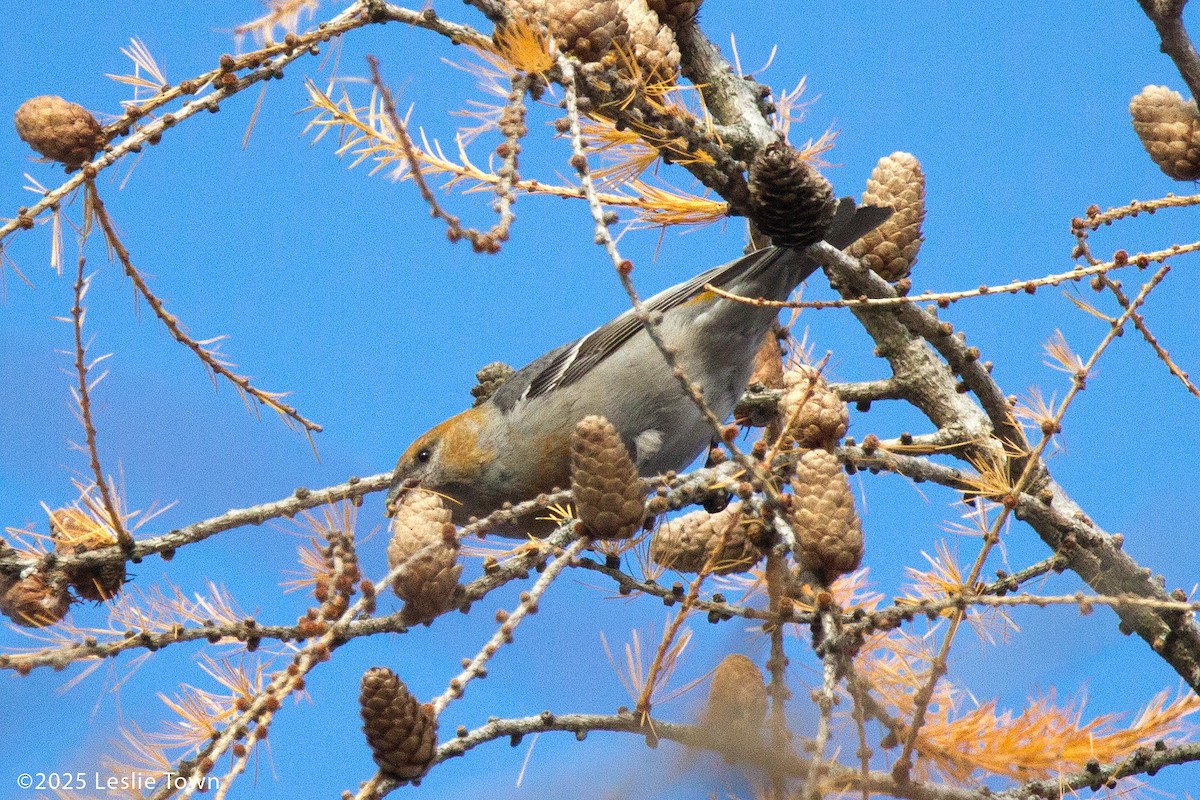 Нарсны шүршүү - ML646601047