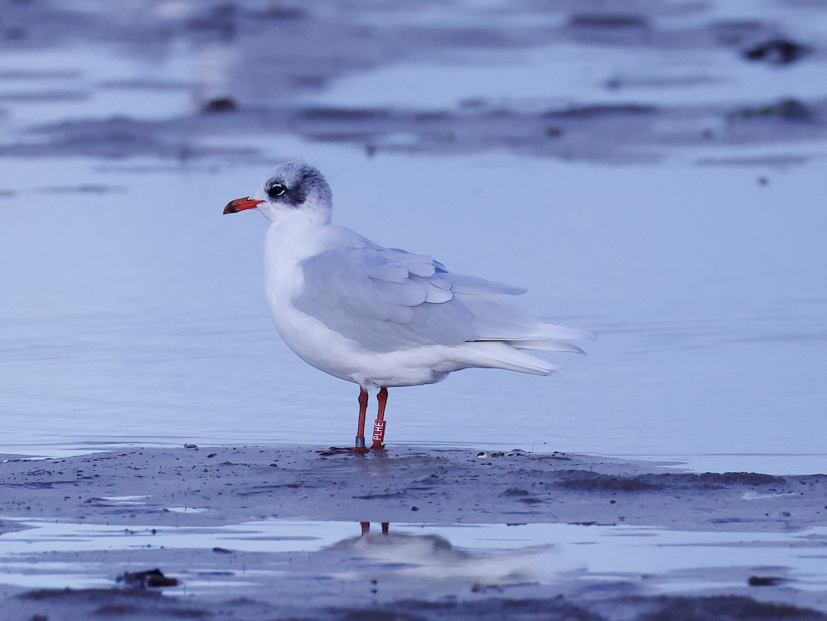 Mediterranean Gull - ML646601049