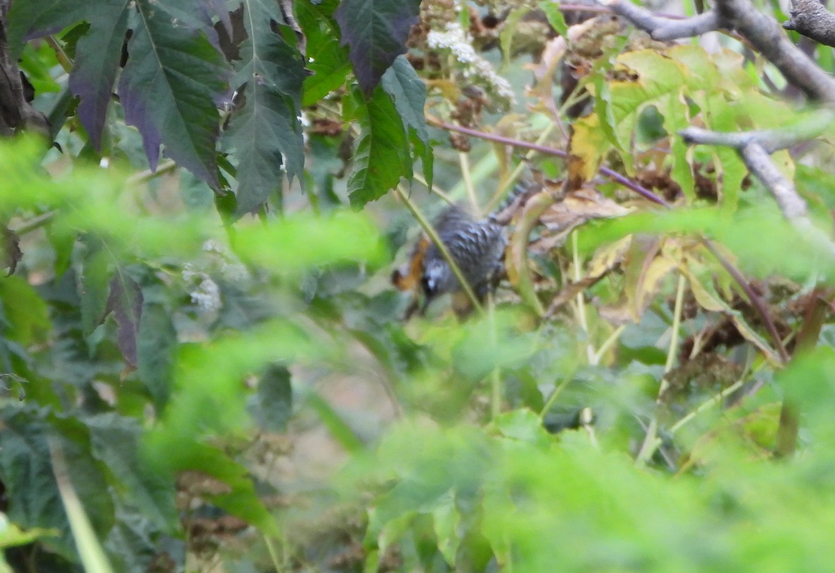 Barred Antshrike - ML646601050