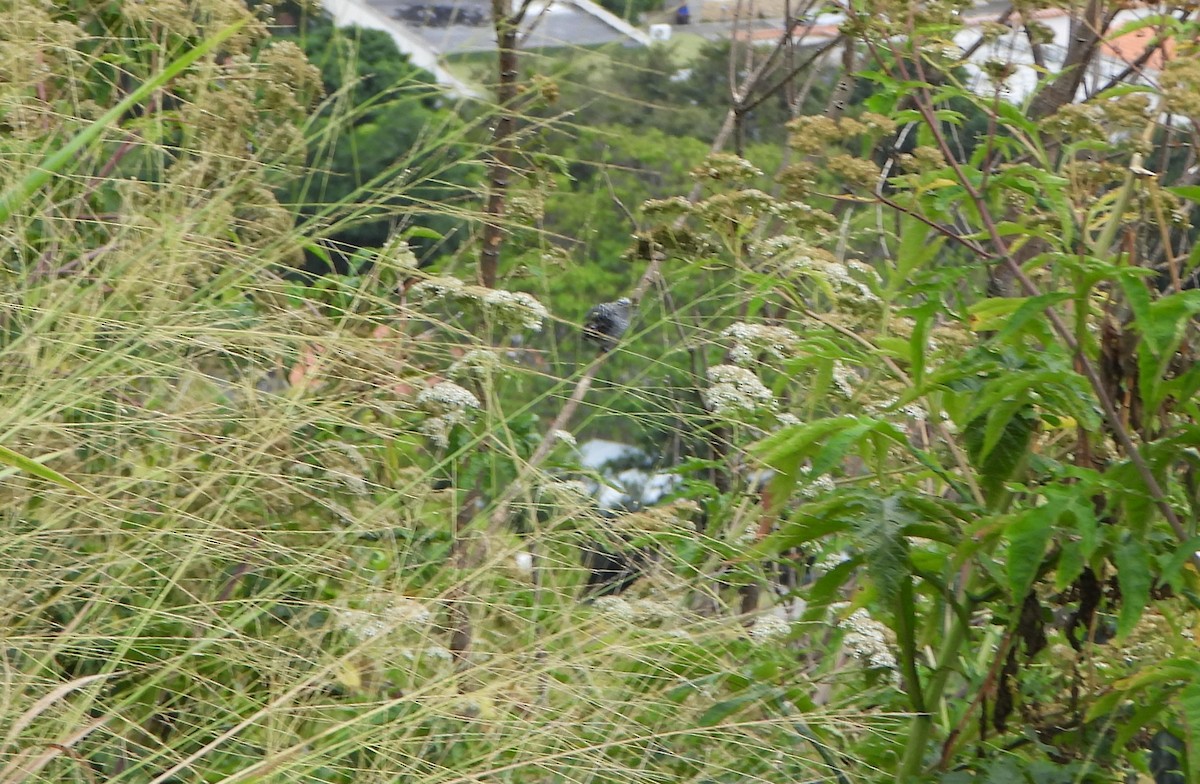 Barred Antshrike - ML646601051