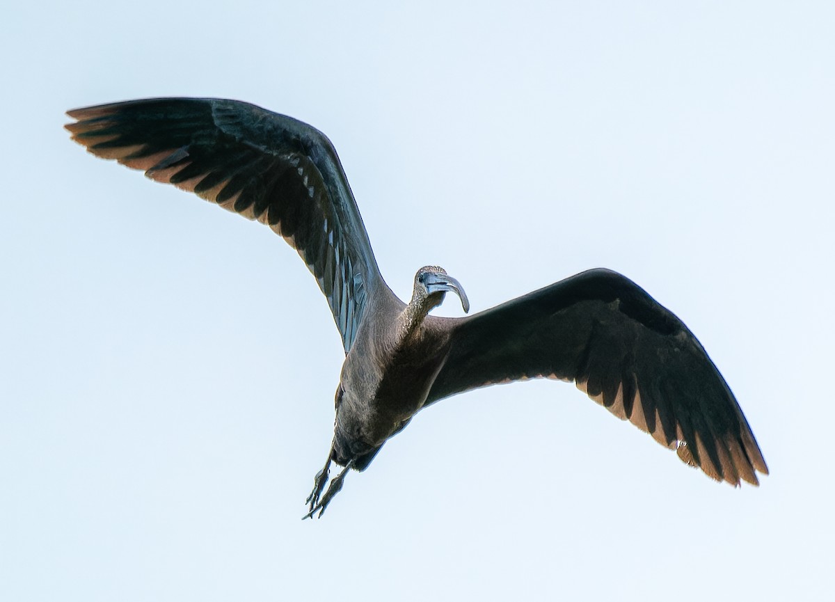 Glossy Ibis - ML646601056
