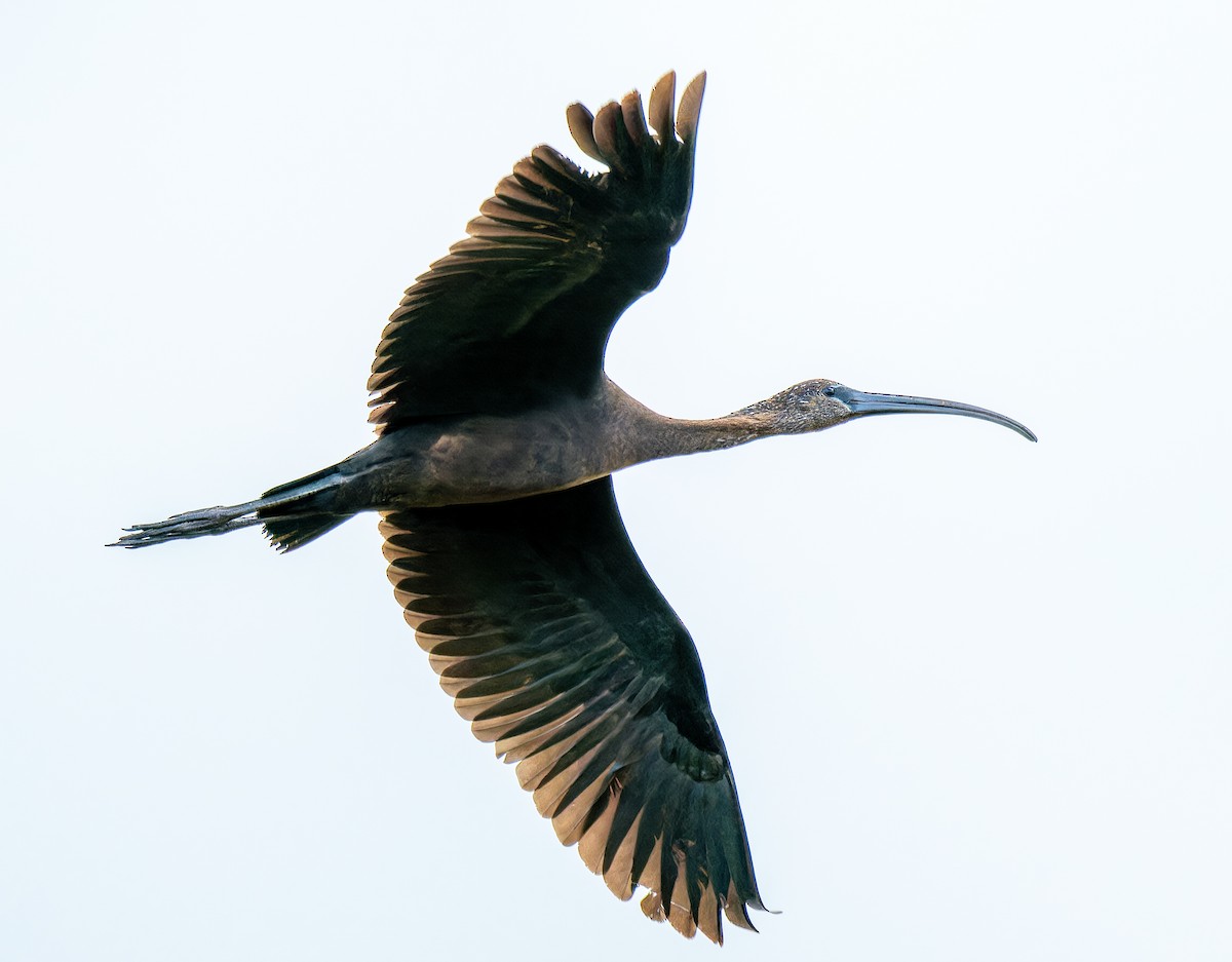 Glossy Ibis - ML646601057