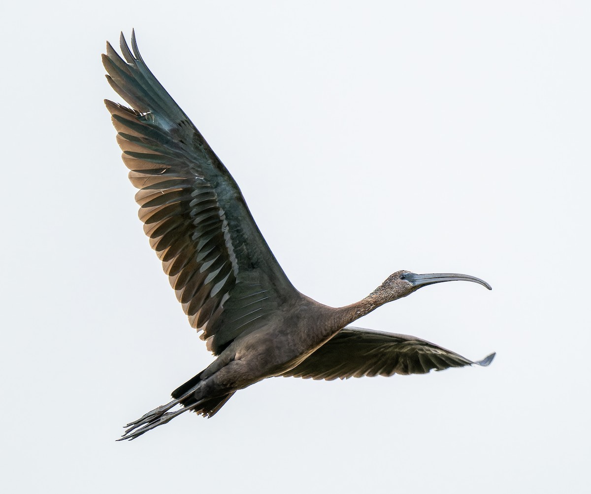 Glossy Ibis - ML646601058